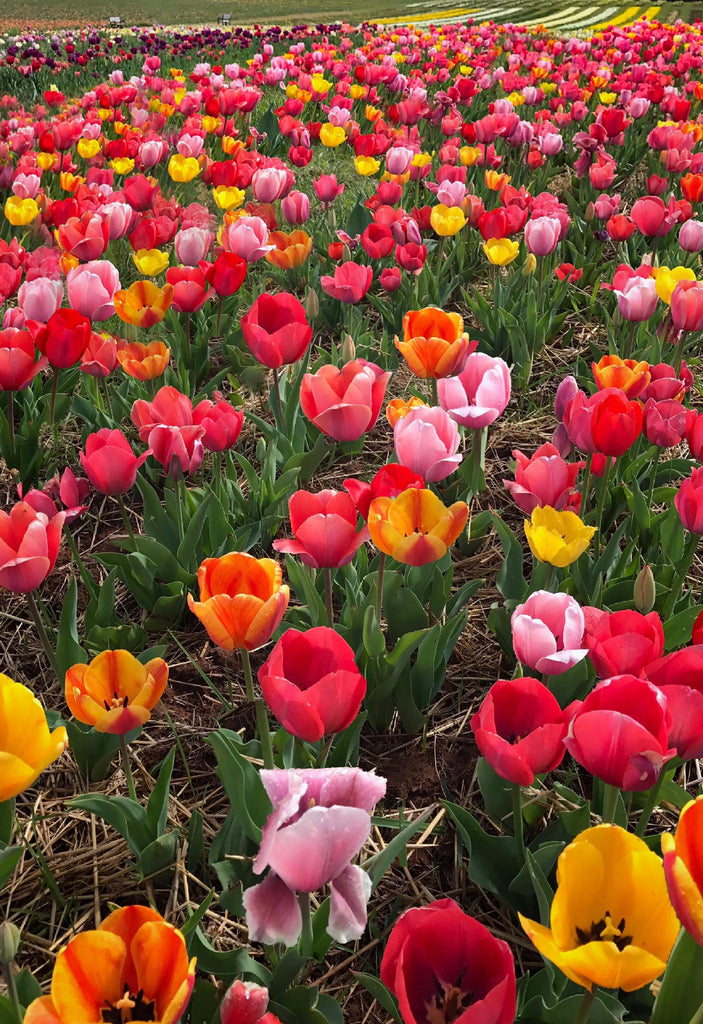 Tulips, Prince William County